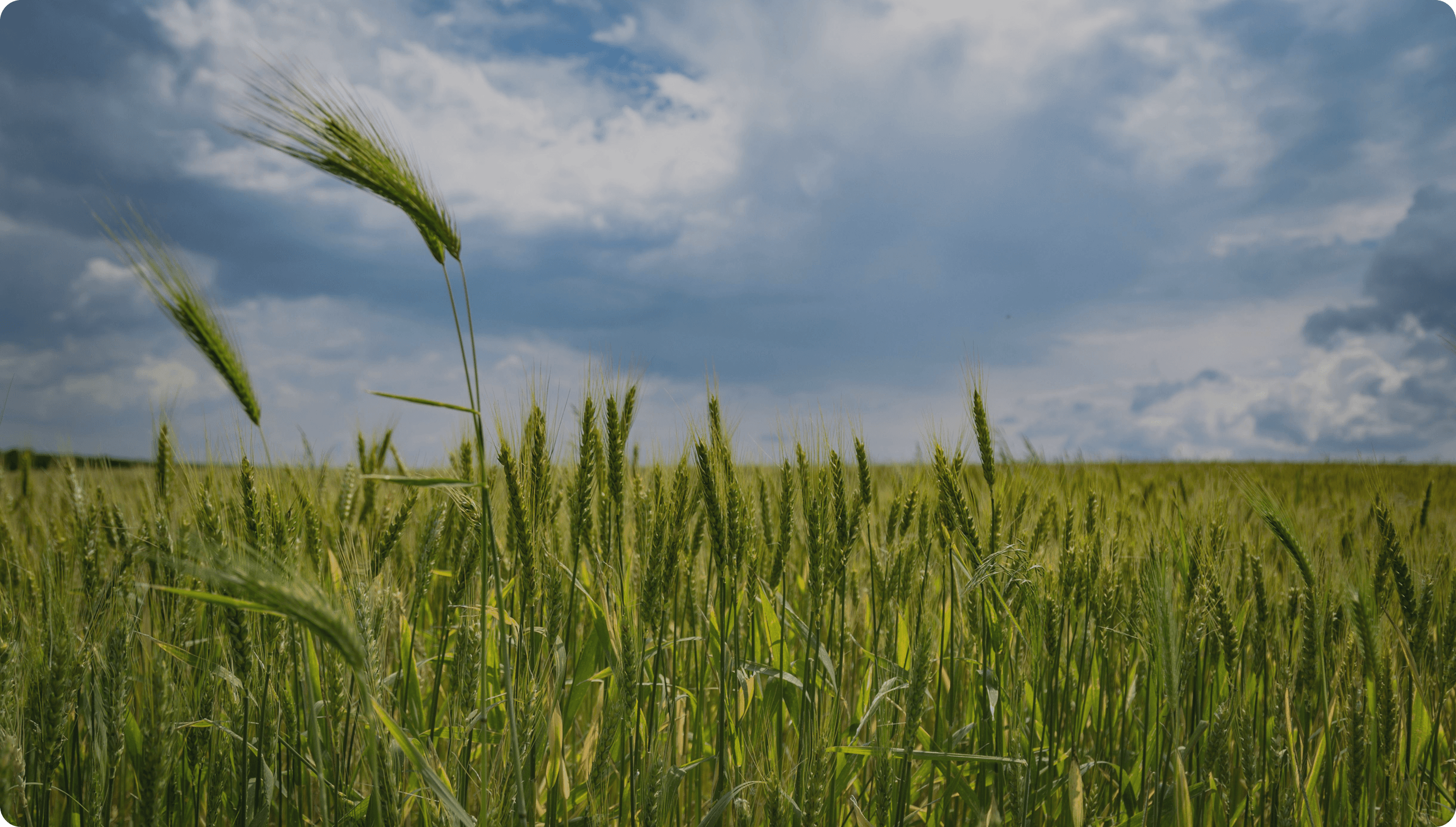 Agriculture Field