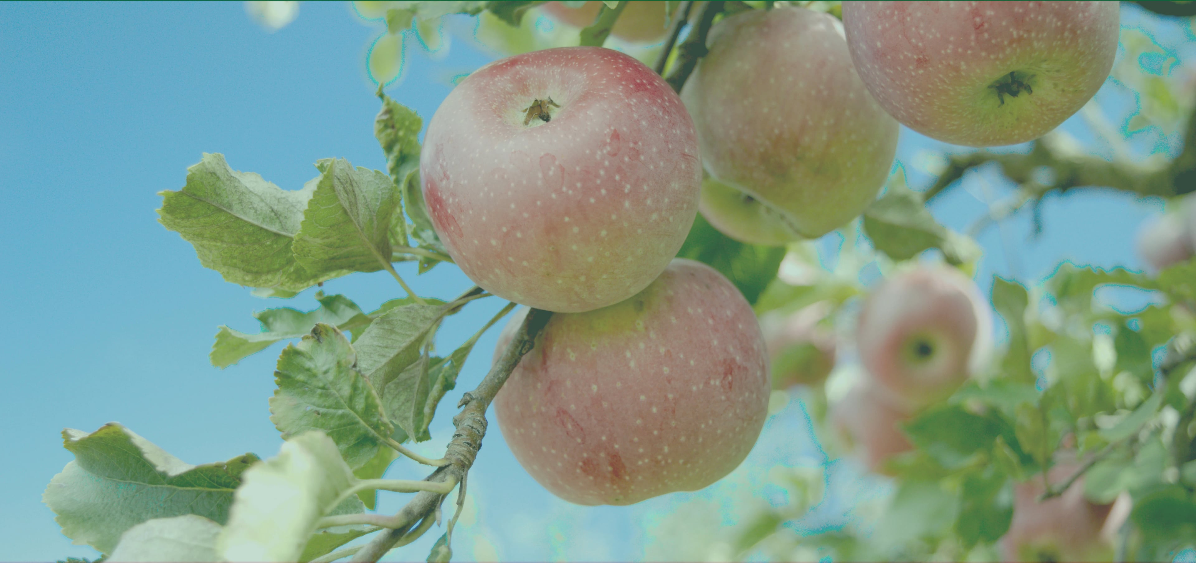 Farmer-to-Market (F2M)