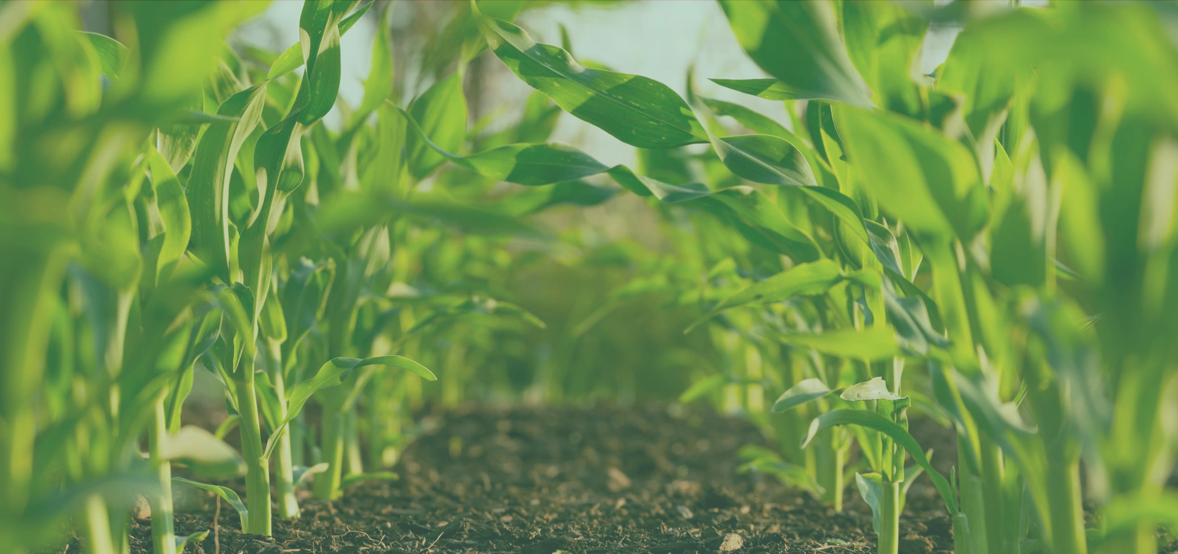 Modernizing Agriculture